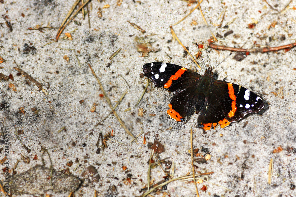 Butterfly 