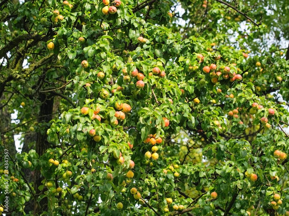 Fresh pears hanging on the branches of tree