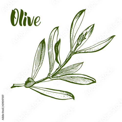 Olive branch is hand-drawn. Sketch of olive branch on white background