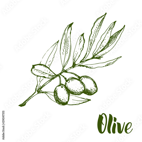 Olive branch is hand-drawn. Sketch of olive branch on white background