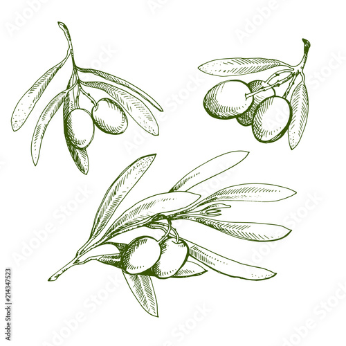 Olive sketch element collection. Olive branch is hand-drawn. Sketch of olive branch on white background