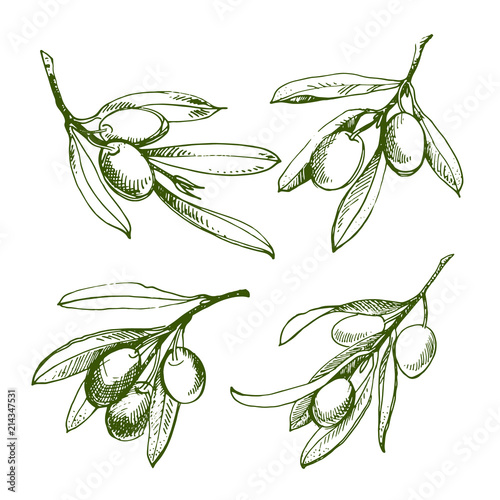 Olive sketch element collection. Olive branch is hand-drawn. Sketch of olive branch on white background