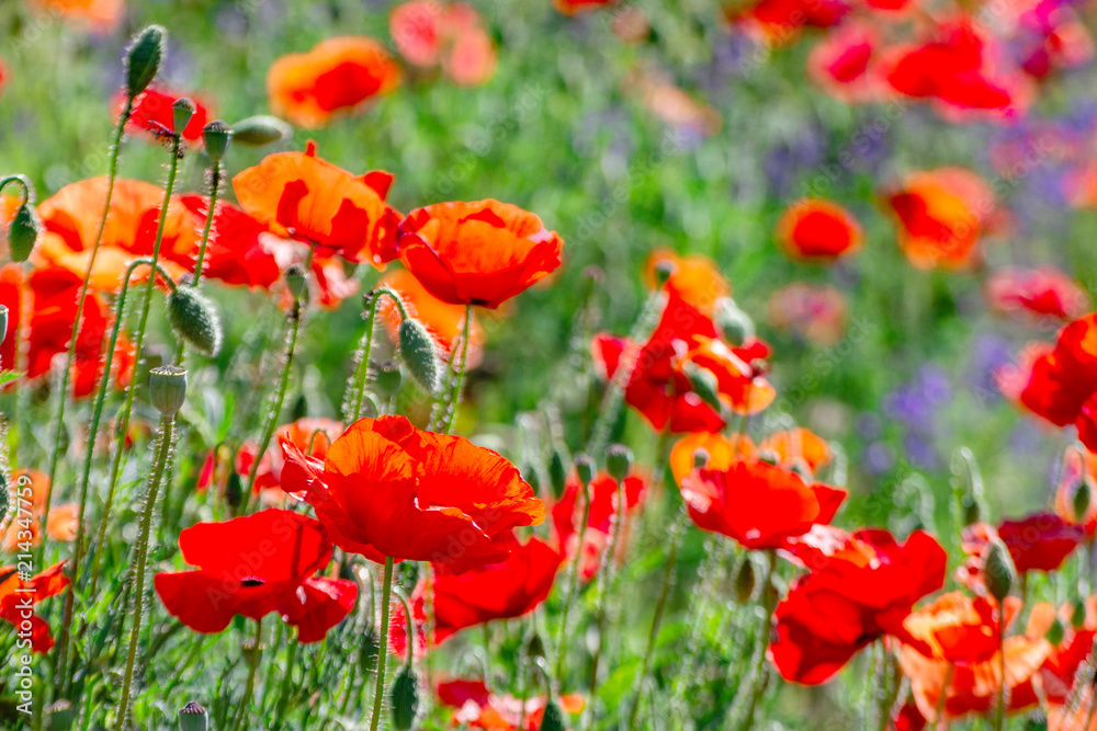 Naklejka premium Many poppies grow on the plantation