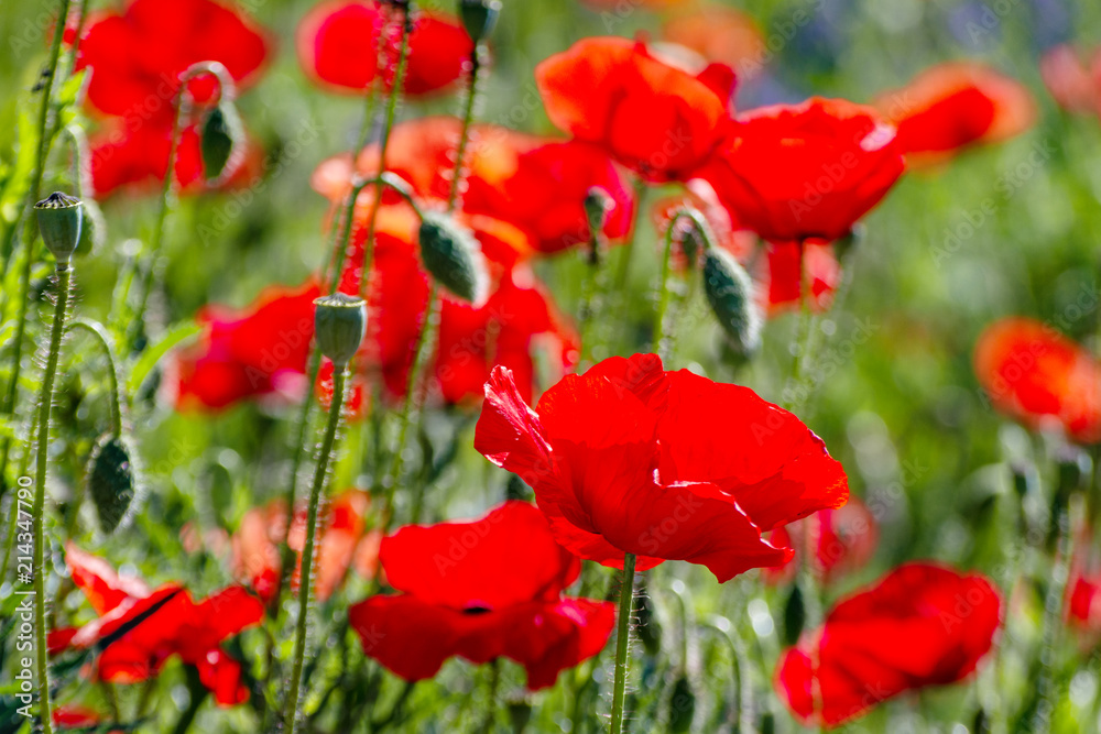 Naklejka premium Many poppies grow on the plantation