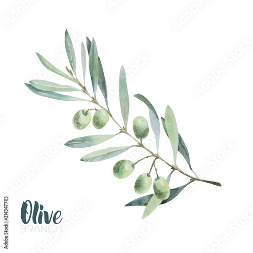 Watercolor olive branch. Sketch of olive branch on white background