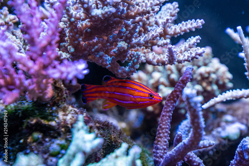 Red tropical fish between corals