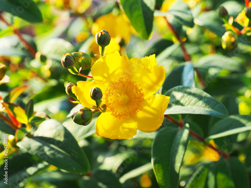 Yellow flower St. John's wort shrub Hidcote, Hypericum patulum Hidcote. Flower in the bright sunset, tutsan. Backlight