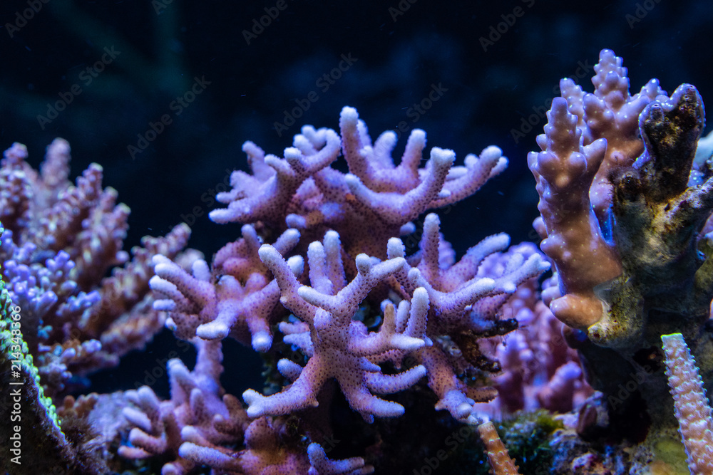 Fototapeta premium Corals in aquarium