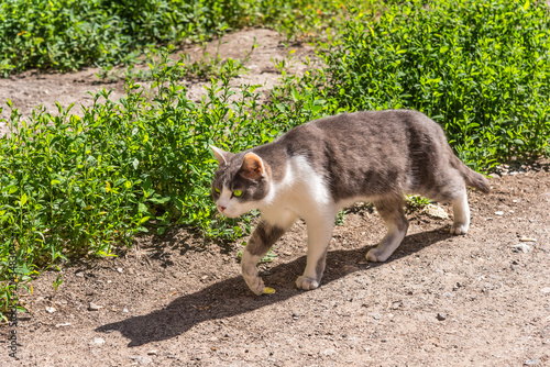 stray city cat walking down the street