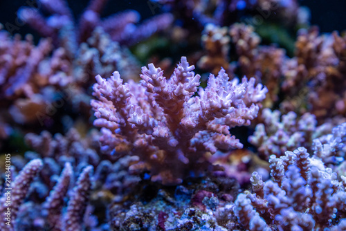 Corals in aquarium