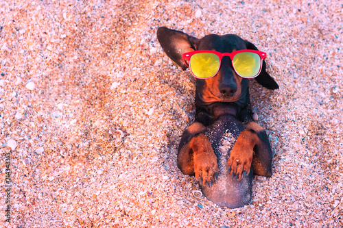 Obraz na plátne Top view  cute dog of dachshund, black and tan, wearing red sunglasses, having relax and enjoying buried in the sand at the beach ocean on summer vacation holidays