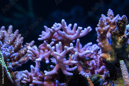 Fototapeta Naklejka Na Ścianę i Meble -  Corals in aquarium