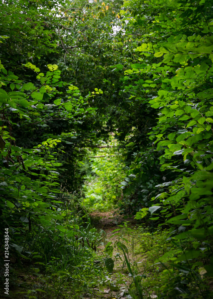 Path in the summer mysterious morning forest Path in the summer mysterious morning forest