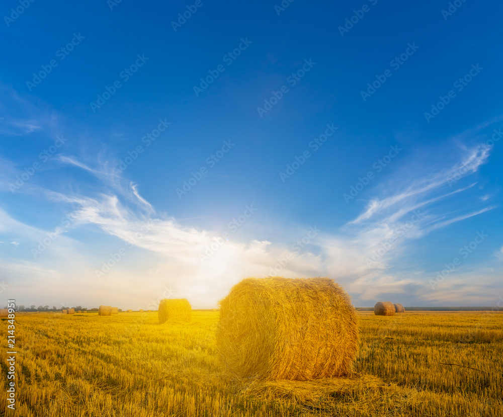 summer wheat field after a harvest at the sunset