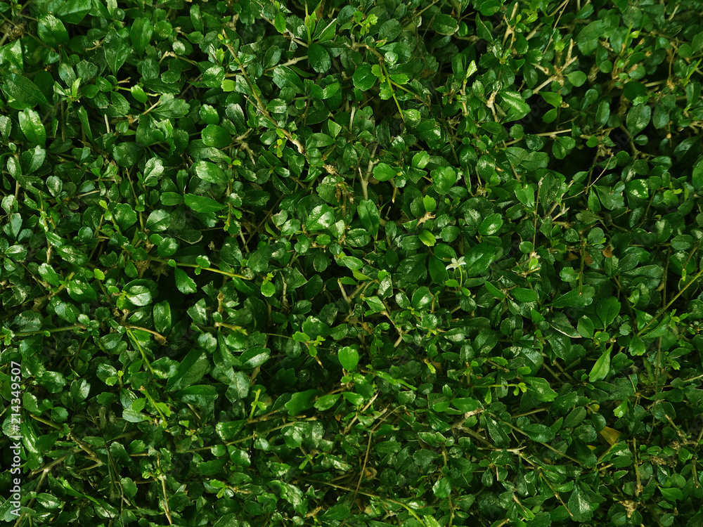 Green leaves are arranged in the wall, suitable for use as a background in the design. Green leaves are arranged in the wall, suitable for use as a background in the design.