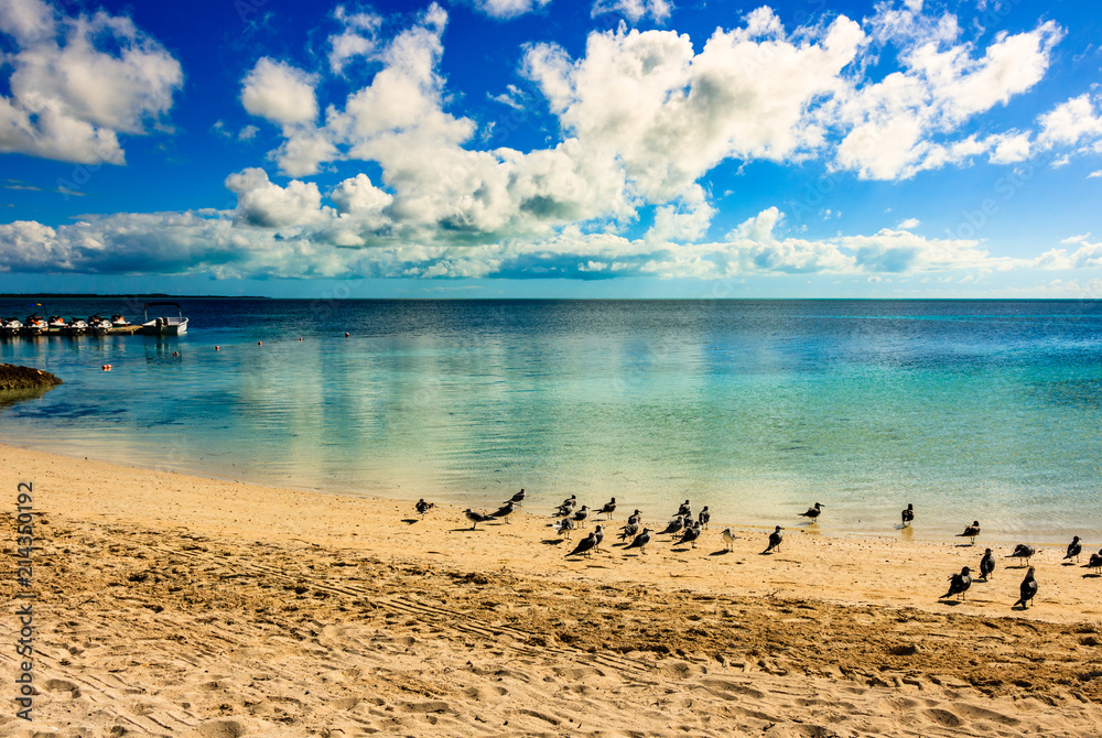 Birds on the beach in Coco Cay Island in the Bahamas. Luxury beach ...