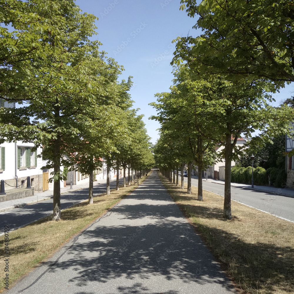 Allee mit Bäumen und Fußweg in Ballenstedt
