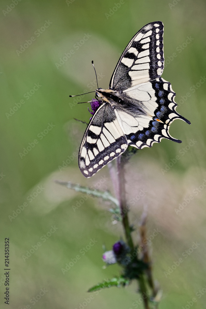 Le machaon Le machaon