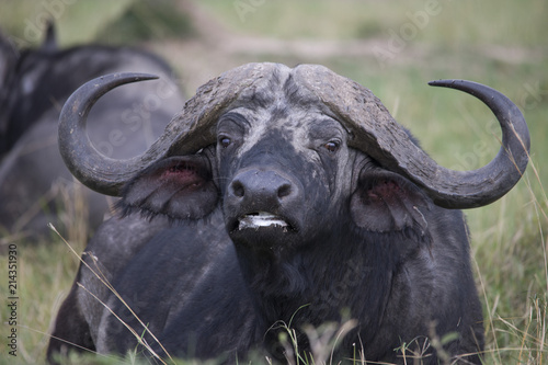 A portrait of a huge African buffalo