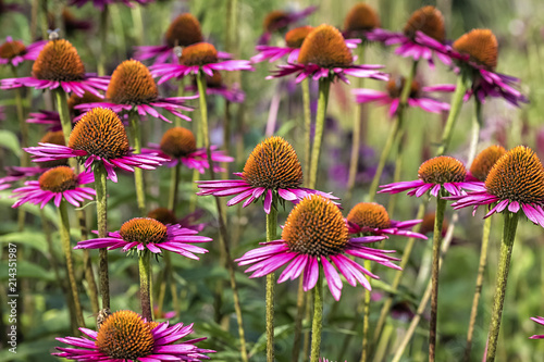 Fotografie Echinacea purpurea 'Pica Bella' - Sonnenhut