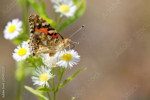 Vanesse des chardons photo