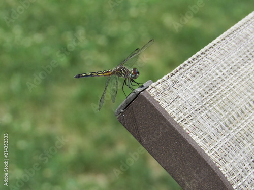 A female blue dasher dragonfly (Pachydiplax longipennis) perched in the sun  photo