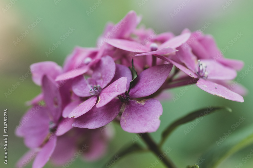 Fototapeta premium pink hydrangeas in bloom floral theme backdrops