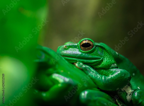 Zoo Green Frog Closeup