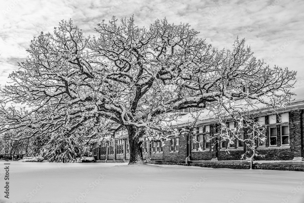 Snow covered tree