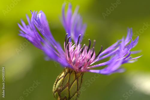 mountain knapweed in the meadow