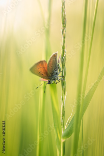 Butterfly in tall grass with morning sun