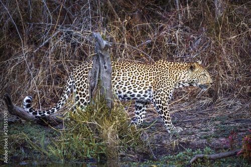 Leopard in Yala National park, Sri Lanka ; Specie Panthera pardus family of Felidae