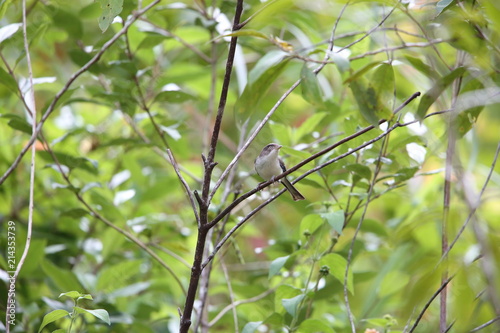 Blue-winged Minla (Siva cyanouroptera orientalis) in Da lat, Vietnam
 photo