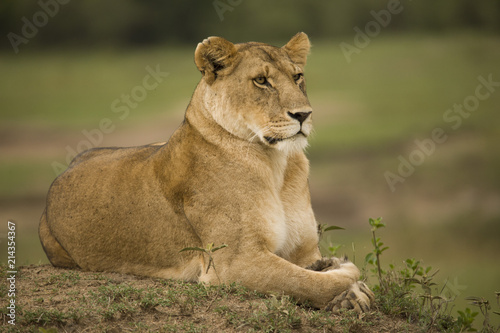 Wallpaper Mural A portrait of a lioness relaxing on grass in a park in Africa