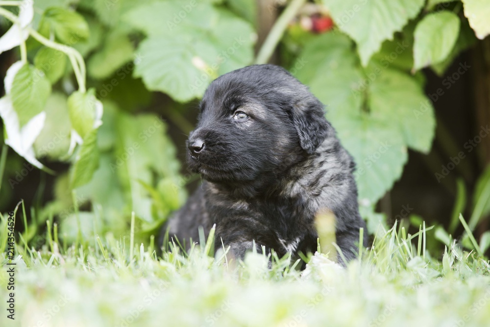 Fototapeta premium Sarplaninac dog puppie sitting in garden. Puppy of collie breed isolated