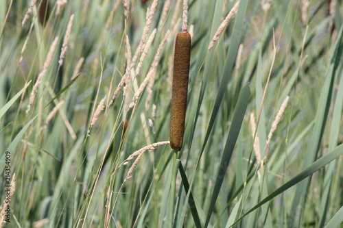 Cattails growing in a roadside ditch early in the summer season. . It has two parts; a brown cylinder (female part), and a yellow spike (the male part).     

