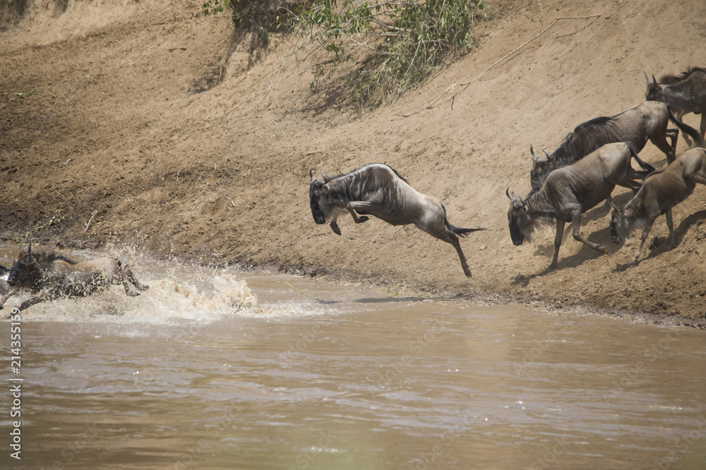 Fototapeta premium A herd of wildebeest crossing the river in Africa