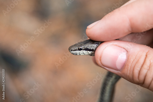Snake in your hand