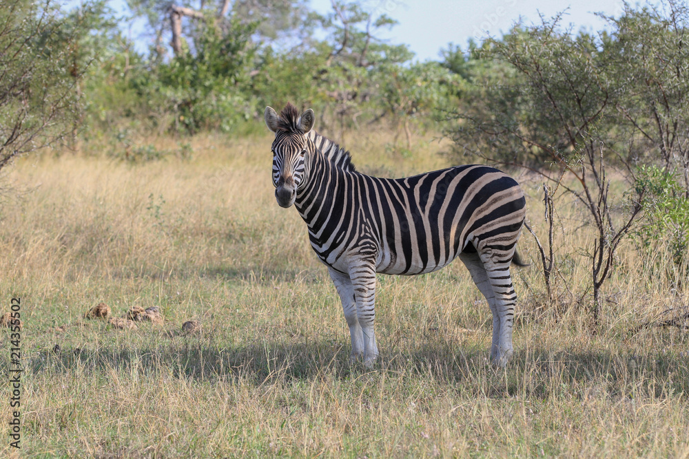 Naklejka premium Zebra Posing
