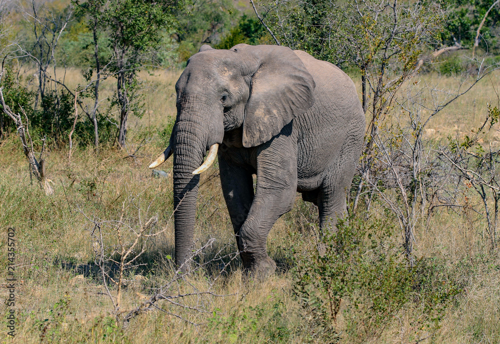 Safari Animals