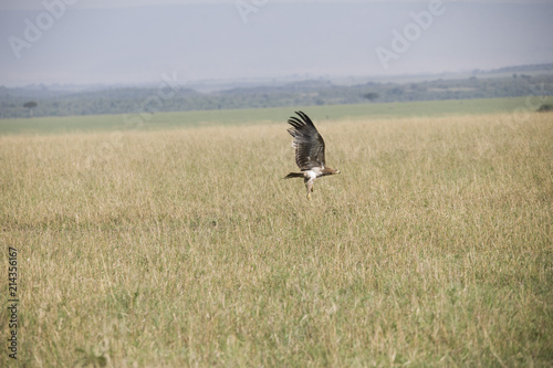 A flying hawk about to land perfectly in Africa