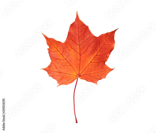 autumn maple leaf on white background, close-up, leaves texture, beautiful nature, red autumnal background