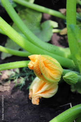 The flowers of zucchini in the garden