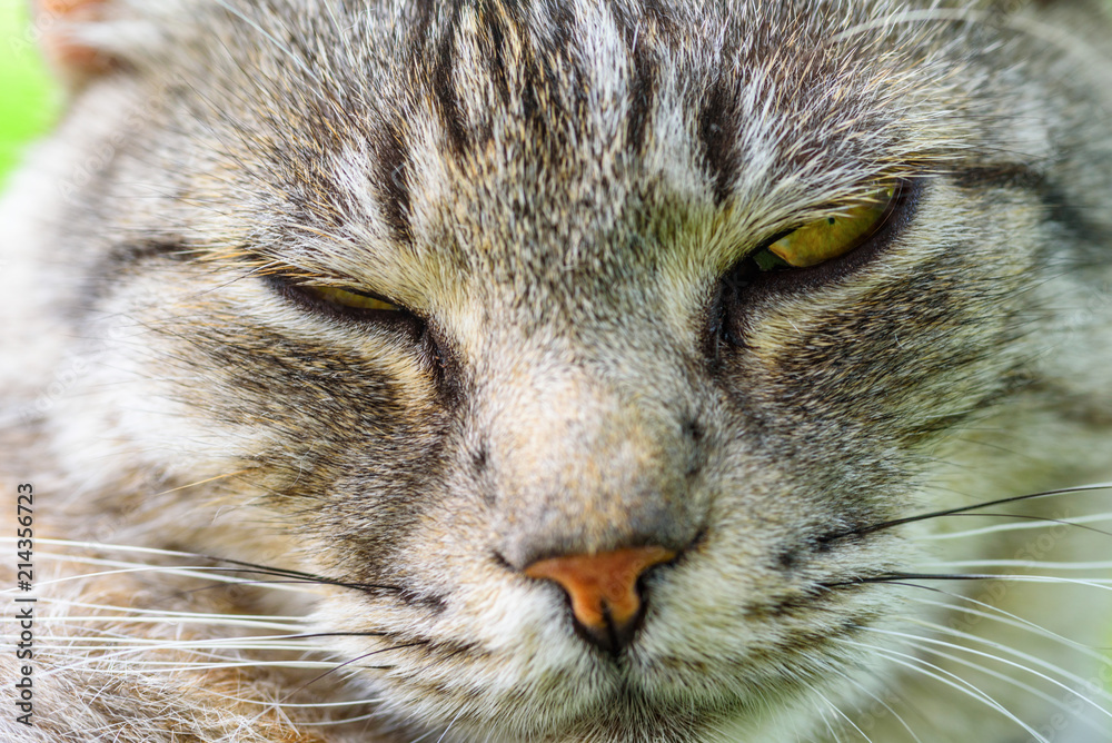 portrait of a gray cat on a green grass close-up