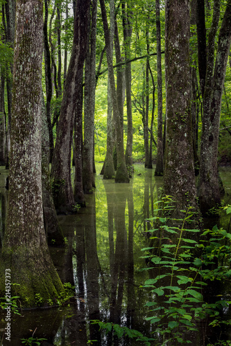 Tela Cypress swamp