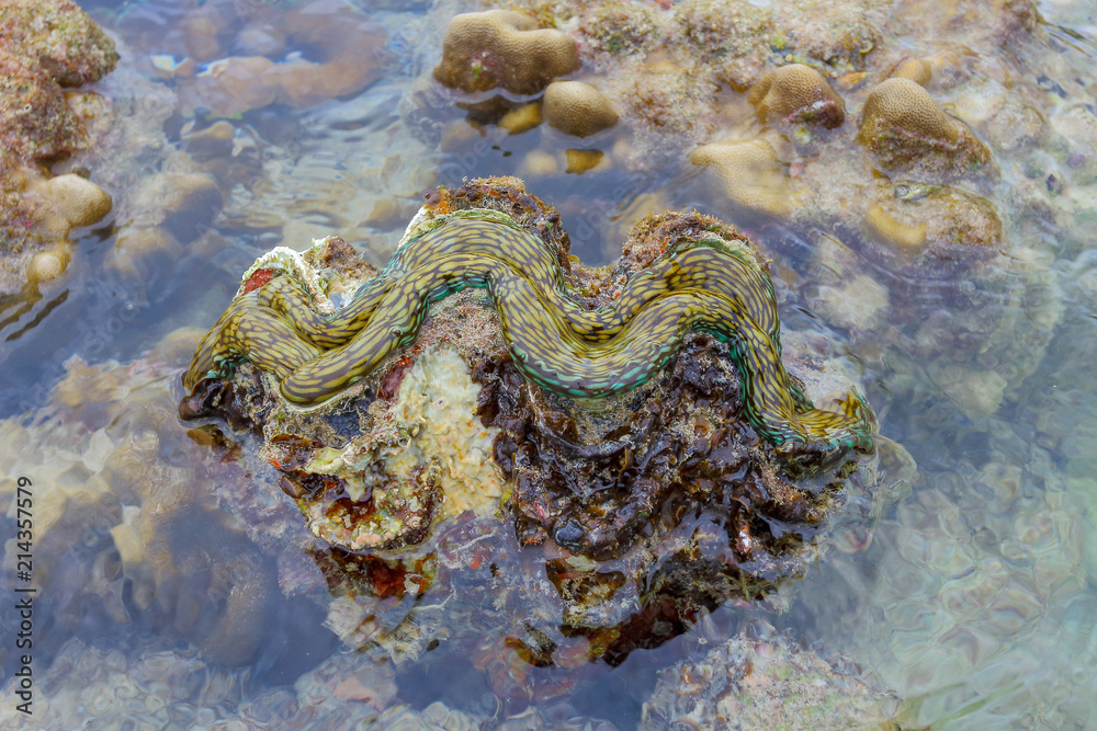 Fototapeta premium Coral Koh Kham, Thailand.