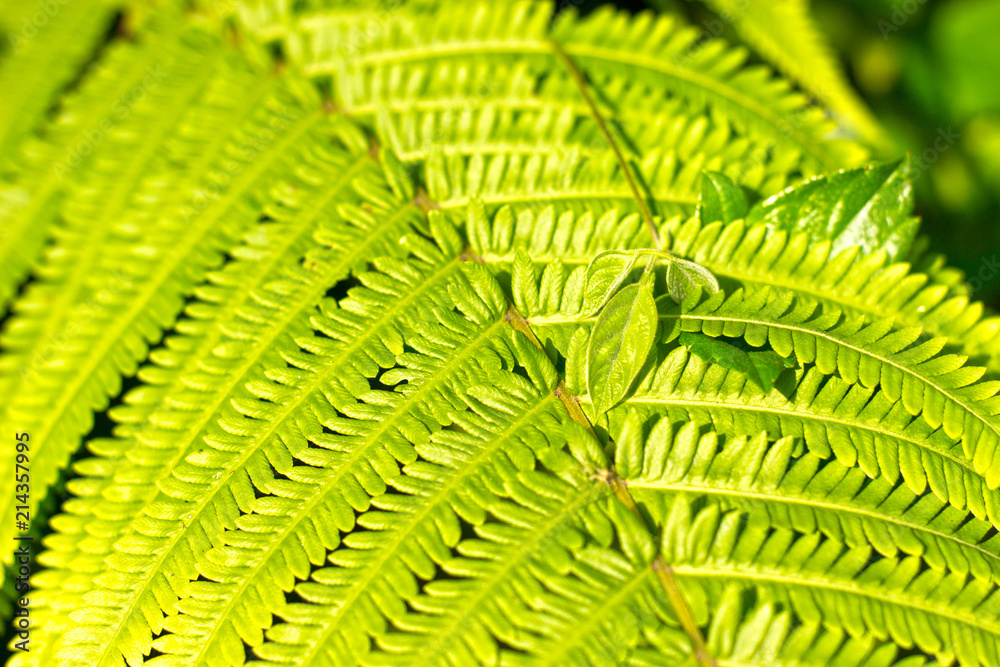 Bright fresh green color fern leaf background Bright fresh green color fern leaf background