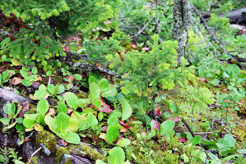forest thicket, forest, plants, wild plants, summer forest thicket, forest, plants, wild plants, summer