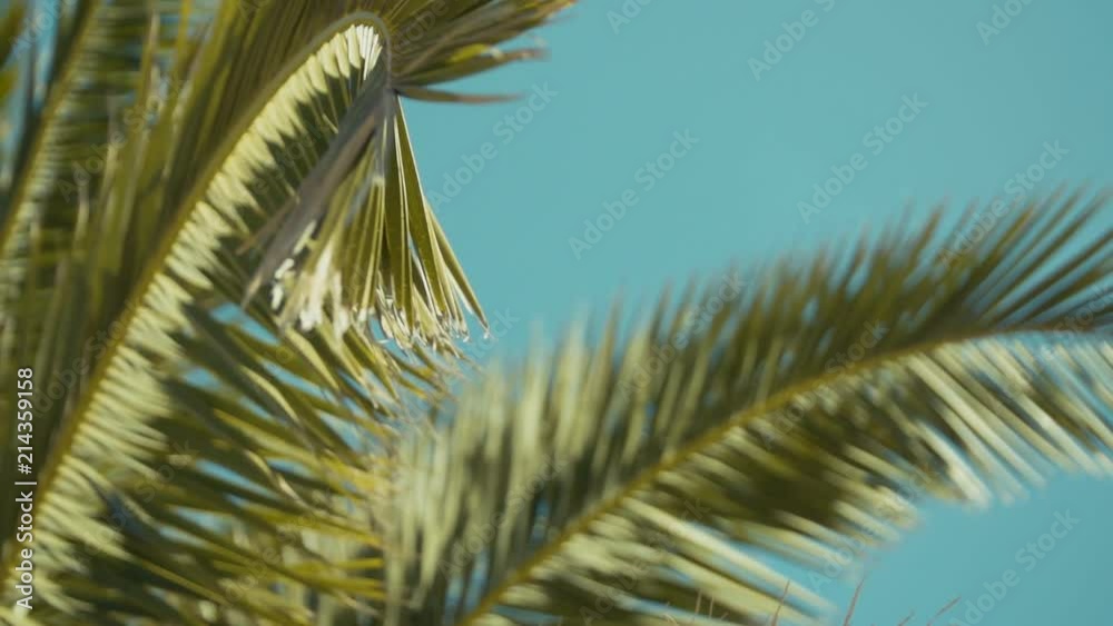 Palm trees waving calmly in light winds. Slow motion. Left pan. Palm trees waving calmly in light winds. Slow motion. Left pan.