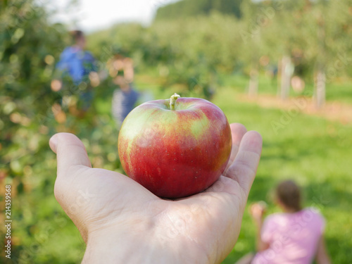 Man holding a Freshly Picked, Red Apple in an Orchard, Quebec, Canada